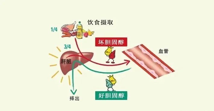 水蛭素、胆固醇、壮医水蛭疗法培训