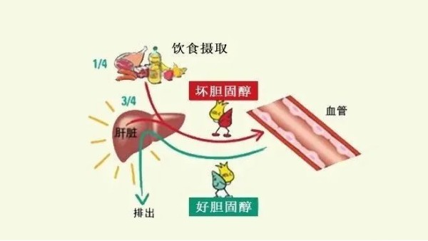 “坏胆固醇”越低越好？超过这个数小心影响大脑