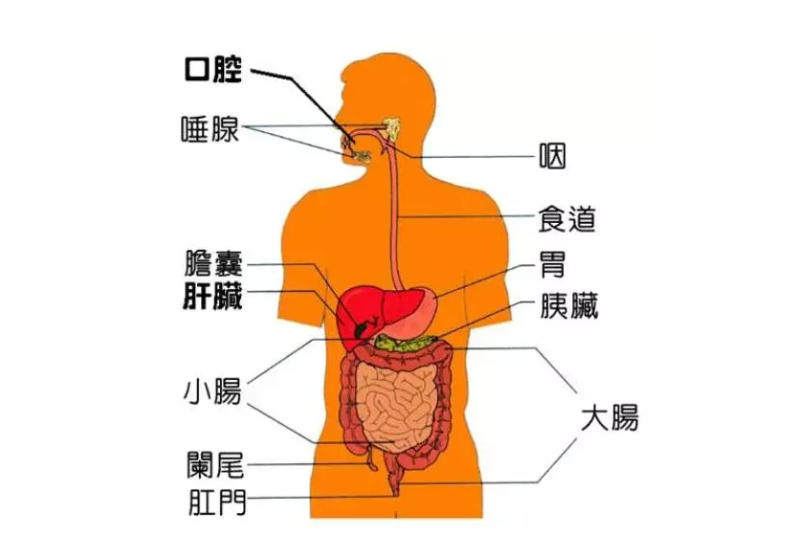 微循环是微动脉与微静脉之间毛细血管中的血液循环，是循环系统中最基层的结构和功能单位。它包括微动脉、微静脉、毛细淋巴管和组织管道内的体液循环。人体每个器官，每个组织细胞均要由微循环提供氧气、养料，传递能量，交流信息，排出二氧化碳及代谢废物。