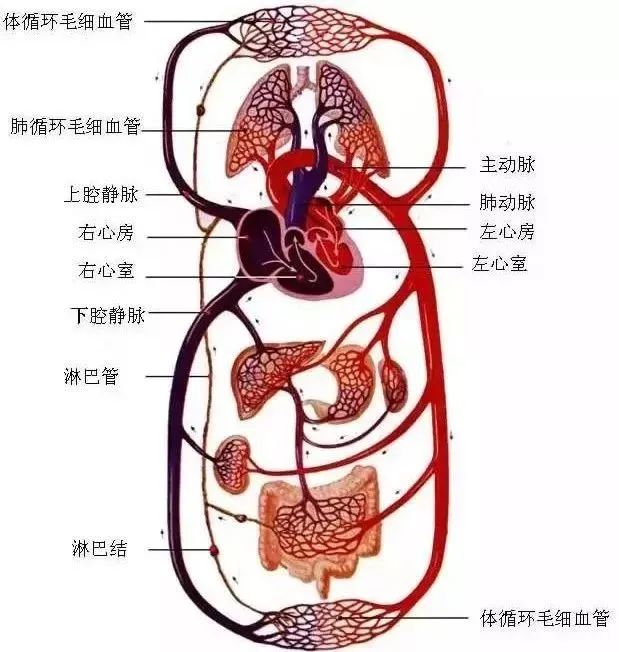 水蛭素、微循环、转氨酶、消化不良