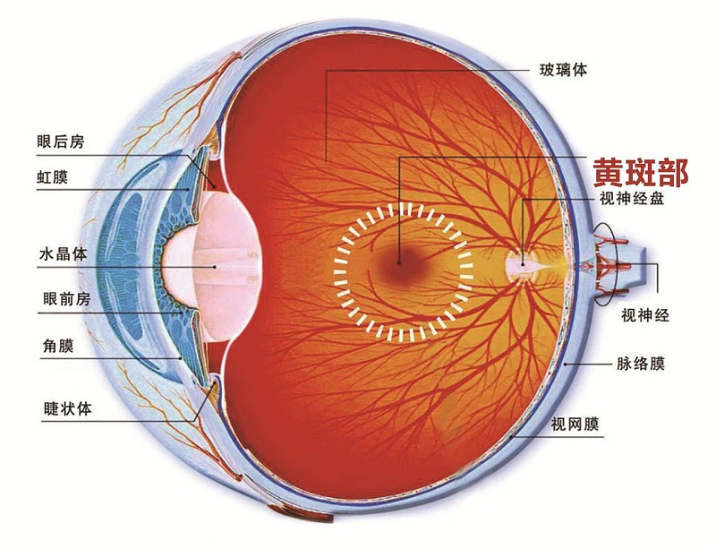 壮医水蛭疗法,天然水蛭素